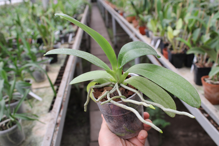 Phalaenopsis pulchra.jpg