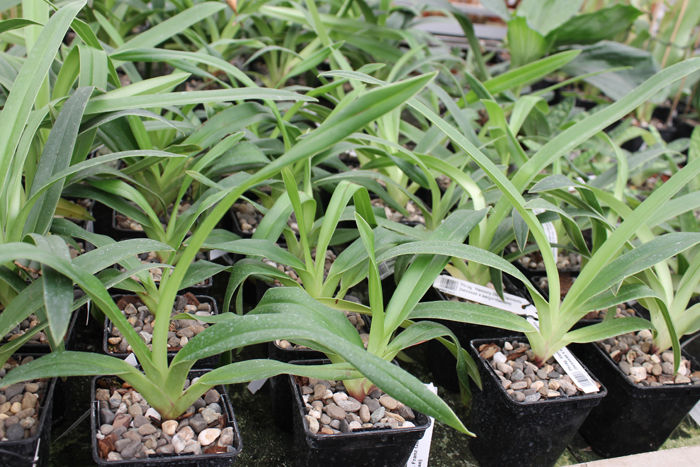 Phragmipedium Memory Dick Clements (besseae x sargentianum).jpg