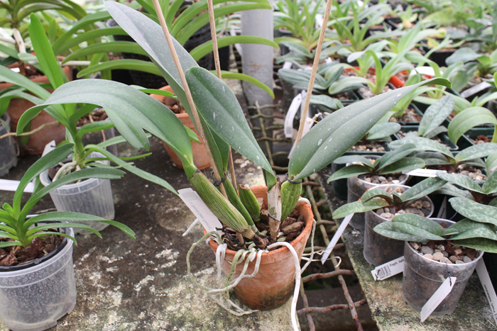 Laeliocattleya Bonanza Queen 'Panamint'.jpg