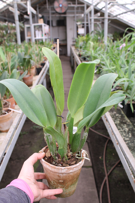 Brassolaeliocattleya Lucky Strike 'Mangkorn'.jpg