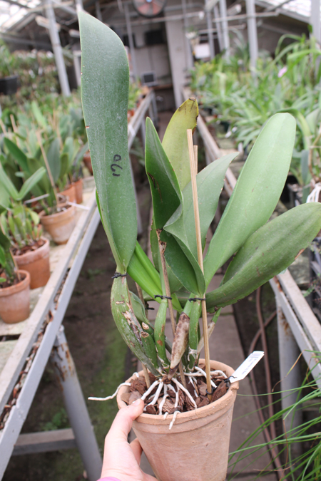 Rhyncattleanthe Guanmiau City 'Black Ruby'.jpg