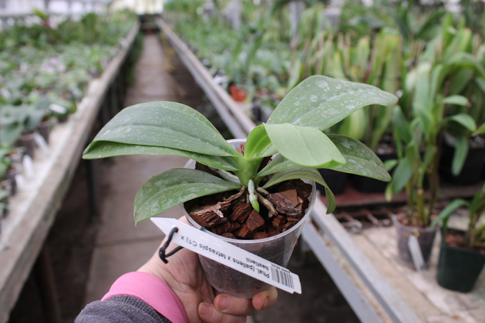 Phalaenopsis (pallens x tetraspis C1) x bastianii.jpg