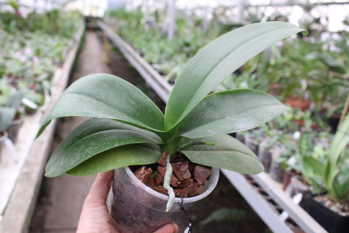 Phalaenopsis Yaphon Glad Canary (Yaphon Tris x Yungho Gelb Canary).jpg