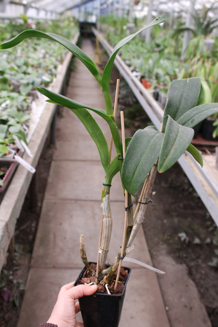 Dendrobium Nopporn Starbright.jpg