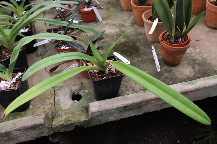 Paphiopedilum rothschildianum 'Da guan Yuan' x sibling 'Green Valley'.jpg
