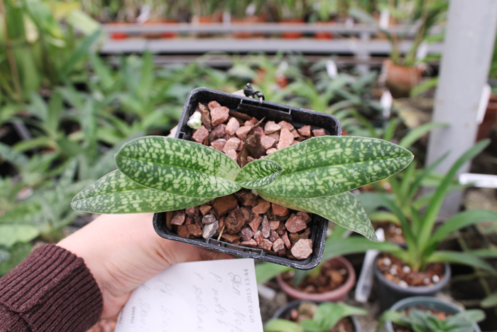 Paphiopedilum delenatii alba.jpg