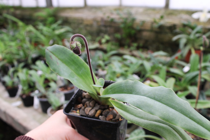 Paphiopedilum glaucophyllum.jpg