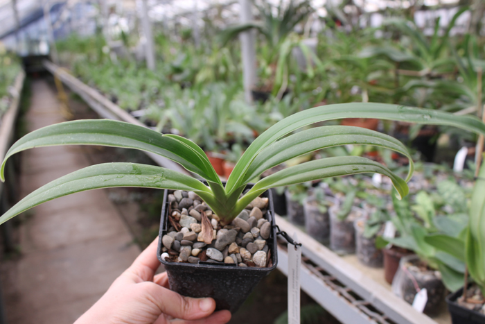 Phragmipedium Living Fire.jpg
