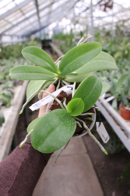 Phalaenopsis pulchra.jpg