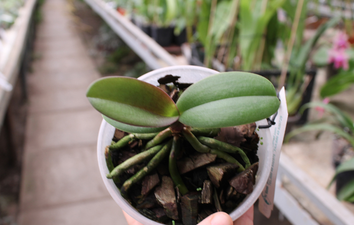 Doritaenopsis Lius Sakura.jpg