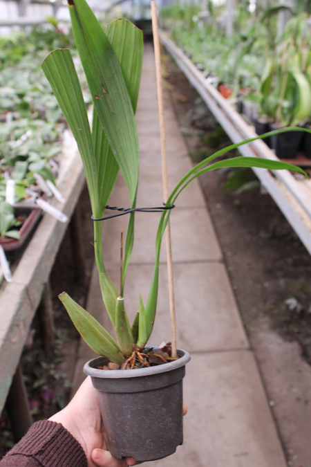 Coelogyne merrillii.jpg