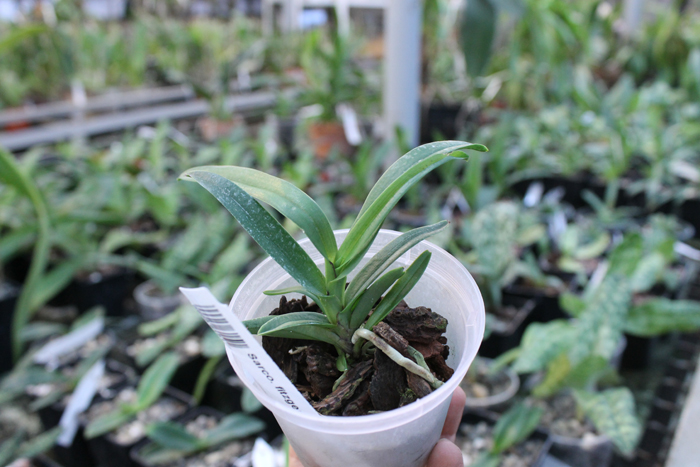 Sarcochilus fitzgeraldii x Fitzhart.jpg