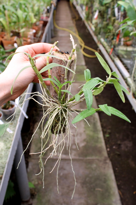 Dendrobium Cassiope.JPG