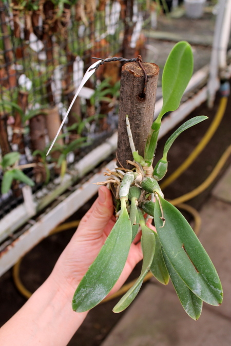 Laelia pumila2.JPG