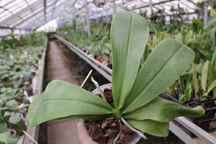 с цветоносом