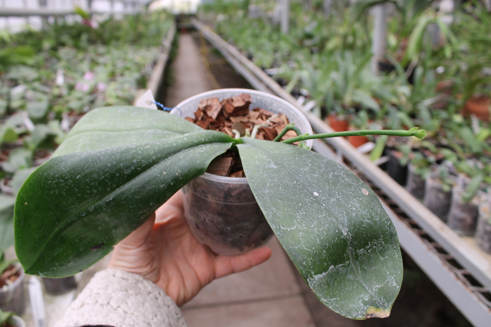 с цветоносом