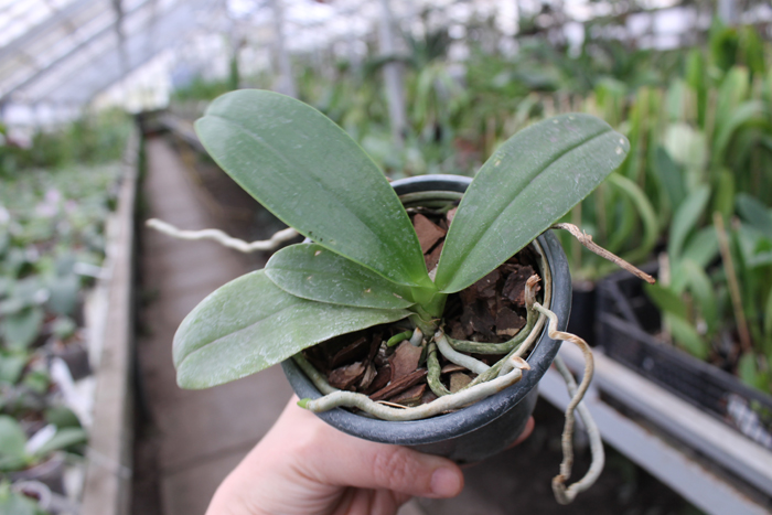 с цветоносом