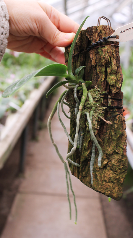 Phalaenopsis Tzu Chiang Chrisna.jpg