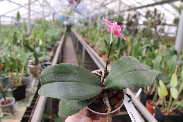 Mituo Cake 'Red'.jpg