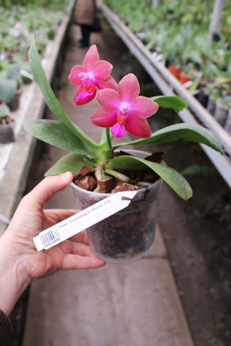 Fusheng's World 'FS.jpg