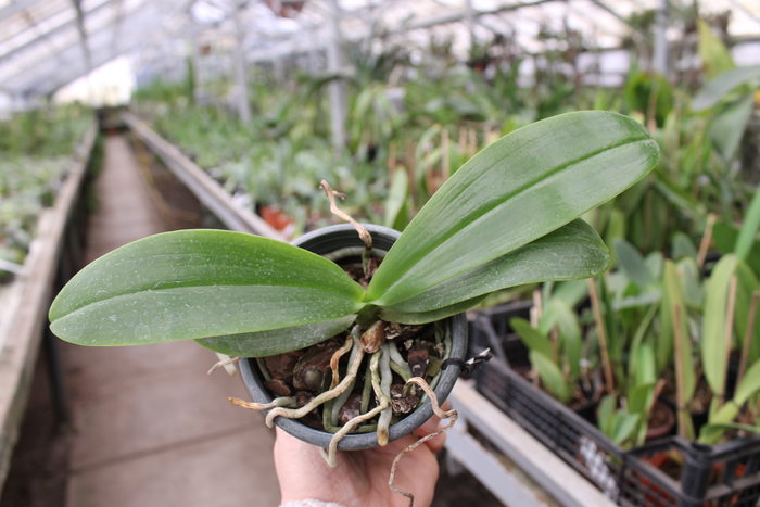 Phalaenopsis hieroglyphica.jpg