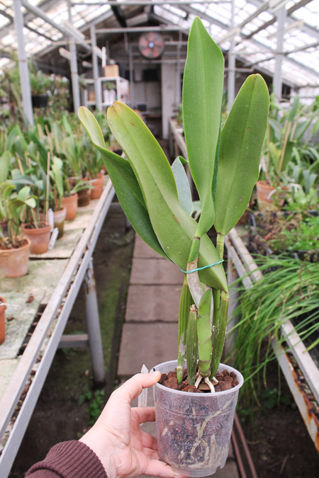 Brassolaeliocattleya King of Taiwan 'Ta-Hsin'.jpg