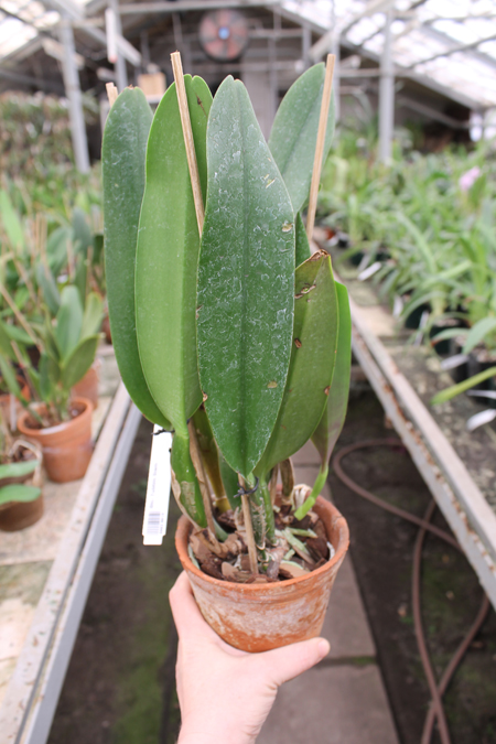 Brassolaeliocattleya Tubtim Siam.jpg