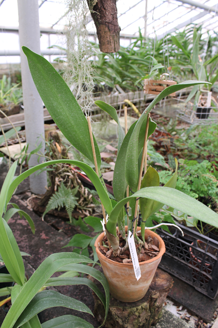 Brassolaeliocattleya Young Kong 'Sun No16'.jpg