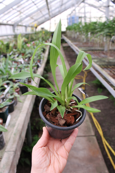 Cochleanthes discolor.jpg