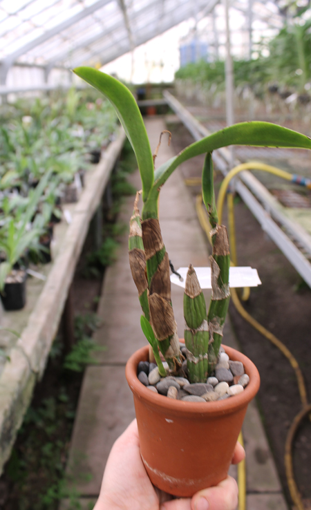 Caularthron bicornutum.jpg