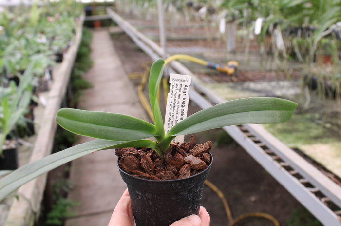 Angraecum longicalcar.jpg