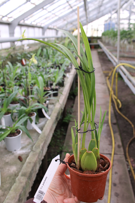 Cuitlauzina pulchella.jpg