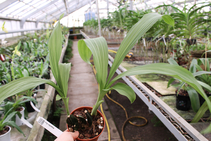 Anguloa tognettiae.jpg