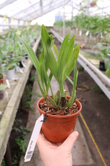 Caucaea phalaenopsis.jpg