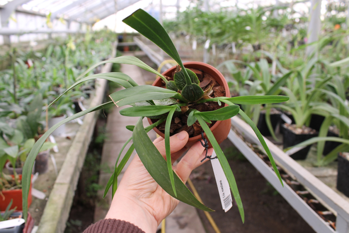 Cochlioda noezliana.jpg