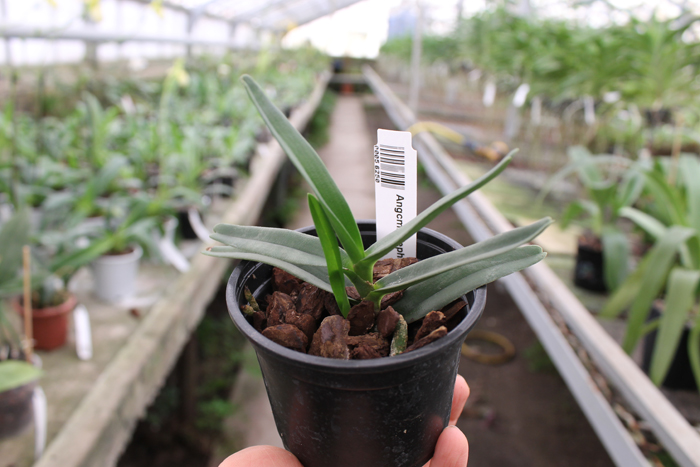 Angraecum elephantinum.jpg