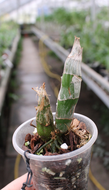 Catasetum Susan Fuchs 'Sun Face.jpg