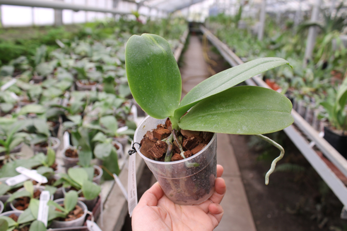 Phalaenopsis Tzu Chiang Chrisna 'Brazil'.jpg