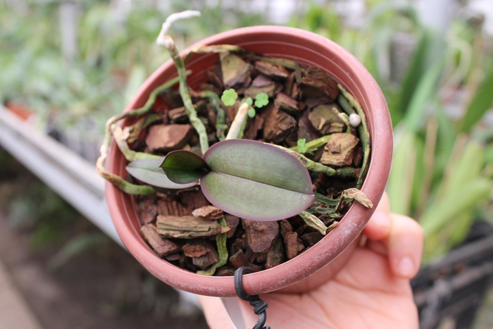 Phalaenopsis stuartiana yellow.jpg