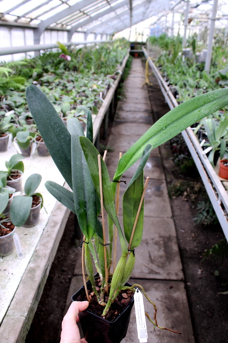 Laelia purpurata estriata suave 'AWZ' x Laelia purpurata estriata suave 'Pedra Azul'.JPG