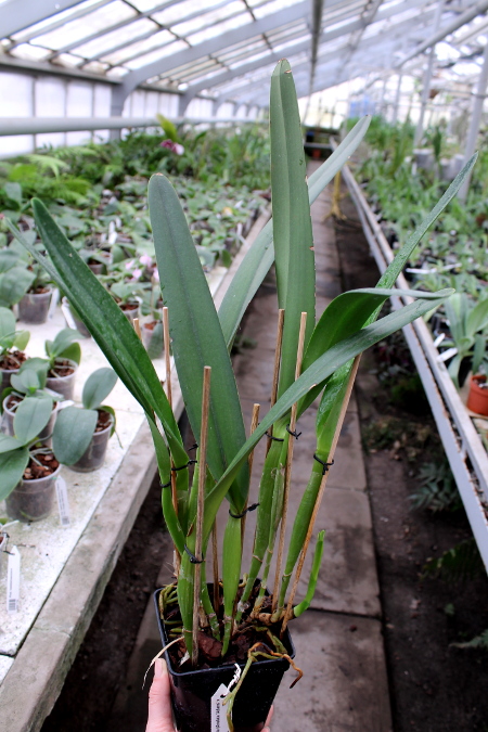 Laelia purpurata (Anelata 'Adans' x Anelata).JPG