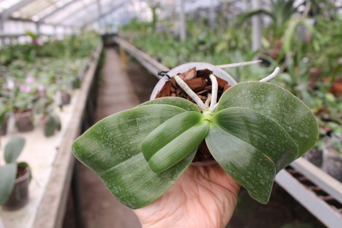 Phalaenopsis KS Happy Eagle 'LD' x Phalaenopsis bellina 'LD'.jpg