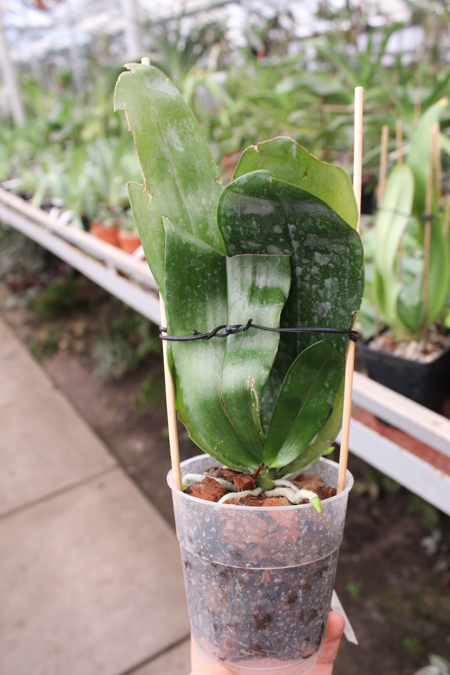 Phalaenopsis KS Happy Eagle x mariae.jpg