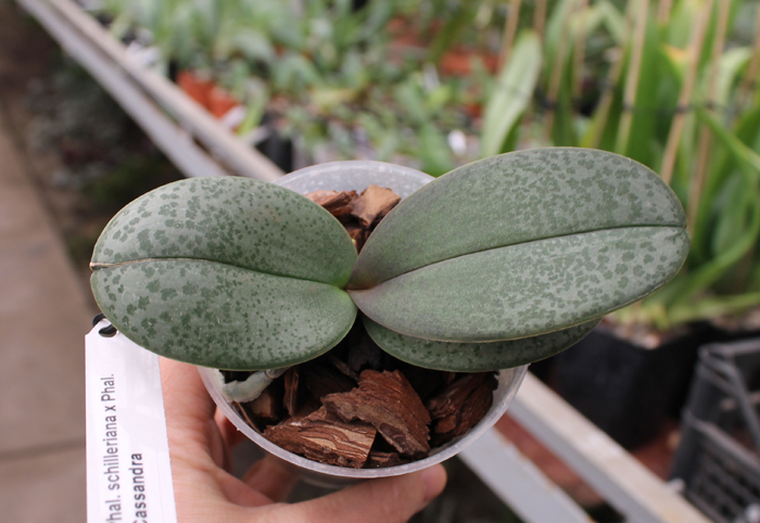 Phalaenopsis schilleriana x Phalaenopsis Cassandra.jpg