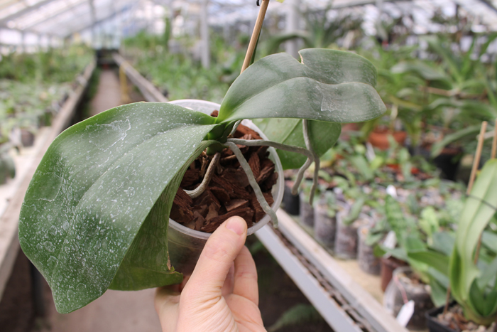 Phalaenopsis Tying Shin Cupid 'Yaphon'.jpg