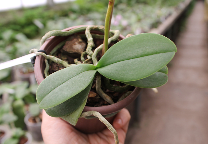 Phalaenopsis Liu's Rainbow.jpg