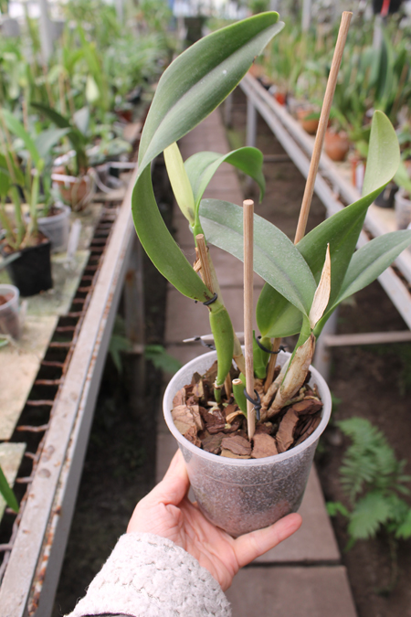 Cattlianthe Sunrise Doll 'AV' (Cattlianthe Seagulls Torch Song x Cattleya Morning Glow).jpg
