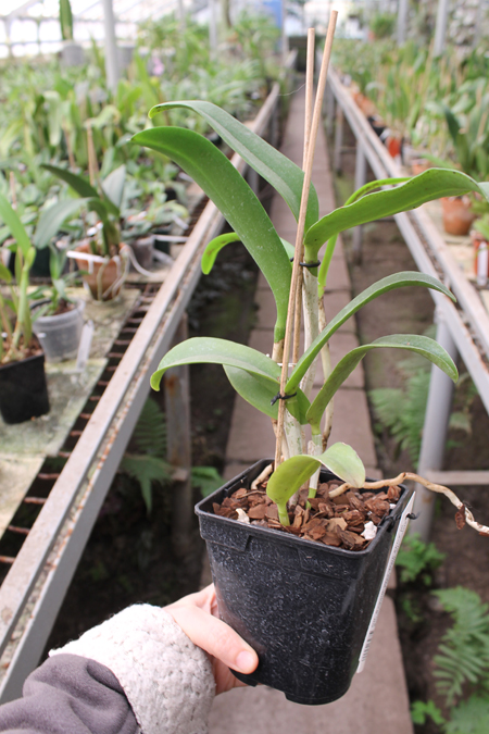 Cattlianthe Sagarik Wax 'Dark Africa' (Cattleya Summerland Girl x Cattlianthe Chocolate Drop).jpg