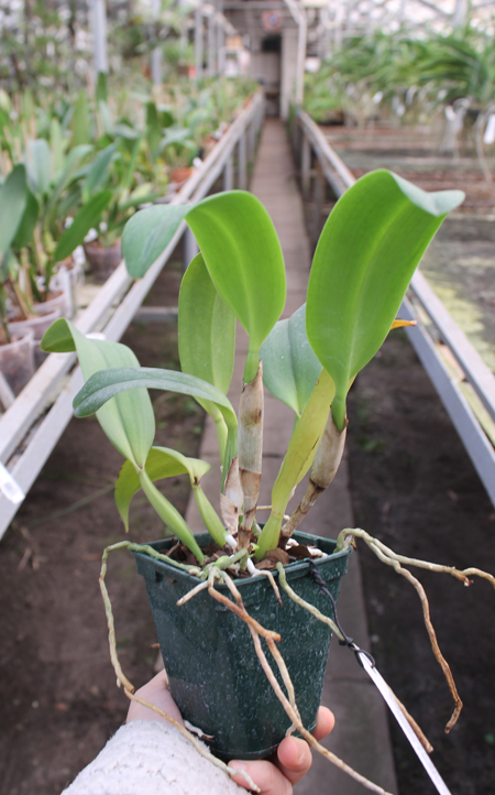 Potinara Orglade's Tradition 'Sunset'.jpg