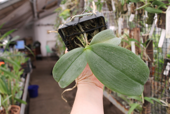 Phalaenopsis Auspice Knight 'Malayan'.jpg